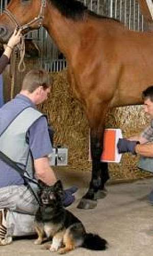 Raio x portátil veterinário	 Raio x portátil veterinário